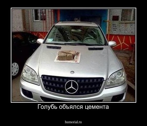 Голубь объялся цемента