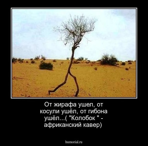 От жирафа ушел, от косули ушёл,  от гибона ушёл...( "Колобок " - африканский кавер)