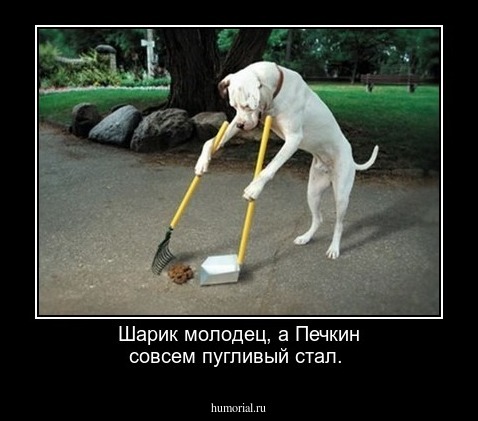 Шарик молодец, а Печкин совсем пугливый стал.