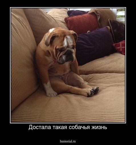 Достала такая собачья жизнь