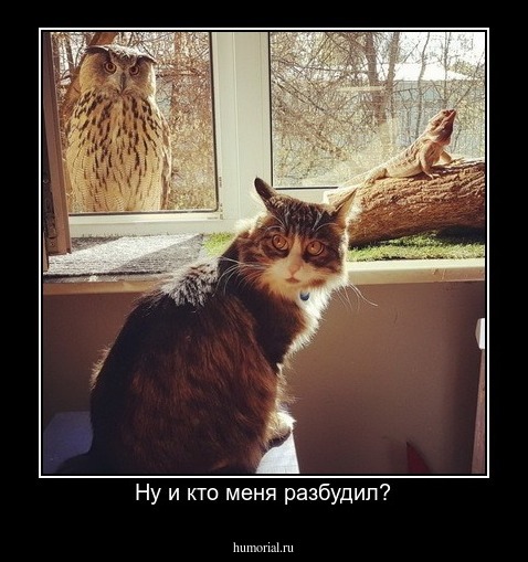 Ну и кто меня разбудил?