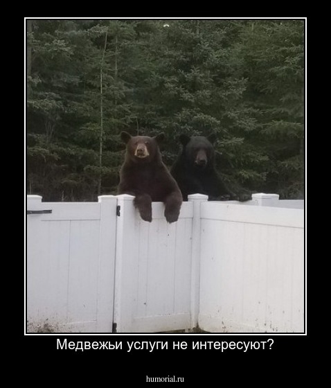 Медвежьи услуги не интересуют?