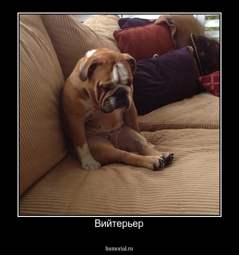 Вийтерьер