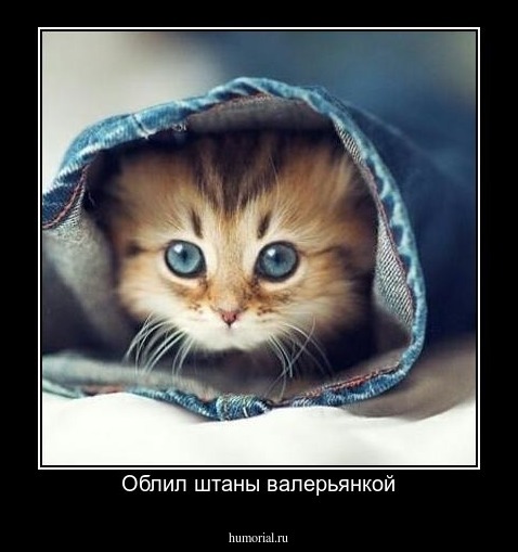 Облил штаны валерьянкой