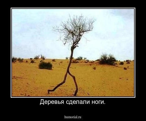 Деревья сделали ноги.