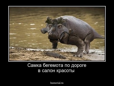 Самка бегемота по дороге в салон красоты 