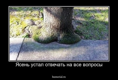 Ясень устал отвечать на все вопросы