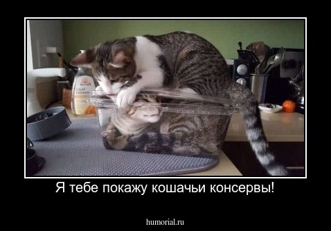 Я тебе покажу кошачьи консервы!