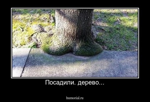 Посадили. дерево...