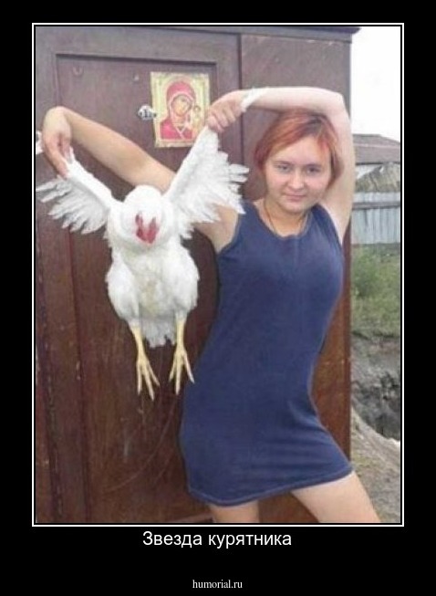 Звезда курятника