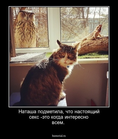 Наташа подметила, что настоящий секс -это когда интересно всем.