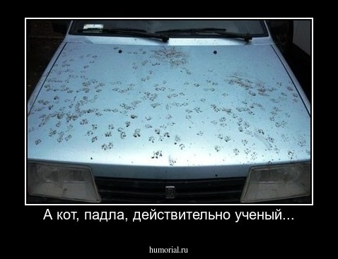 А кот, падла, действительно ученый...