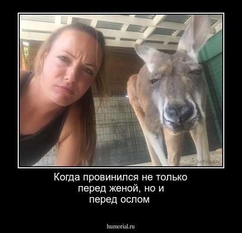 Когда провинился не только перед женой, но и перед ослом