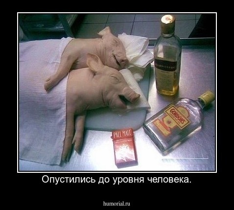 Опустились до уровня человека.