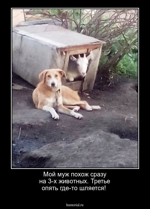 Мой муж похож сразу на 3-х животных. Третье опять где-то шляется!
