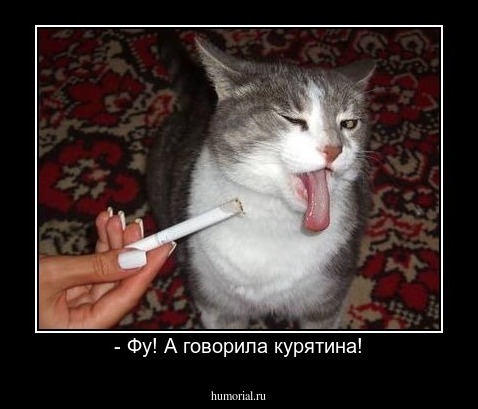 - Фу! А говорила курятина!
