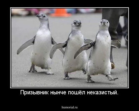 Призывник нынче пошёл неказистый.