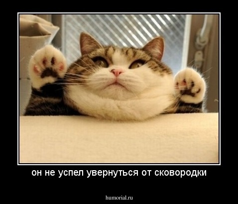 он не успел увернуться от сковородки