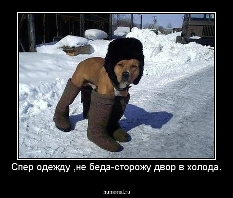 Спер одежду ,не беда-сторожу двор в холода.