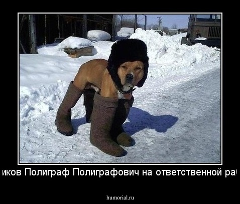 Шариков Полиграф Полиграфович на ответственной работе!