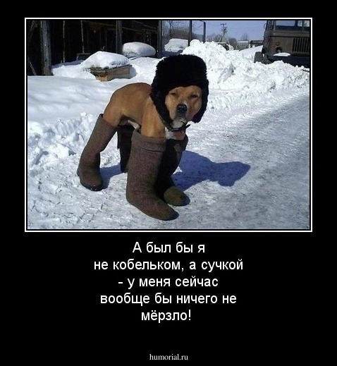 А был бы я не кобельком, а сучкой - у меня сейчас вообще бы ничего не мёрзло!