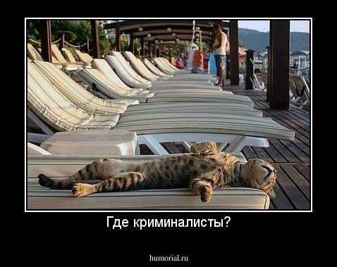 Где криминалисты?