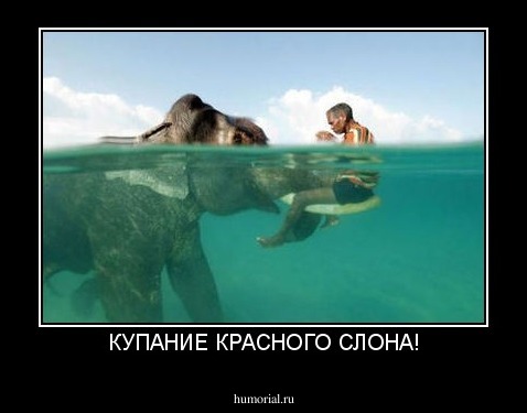КУПАНИЕ КРАСНОГО СЛОНА!