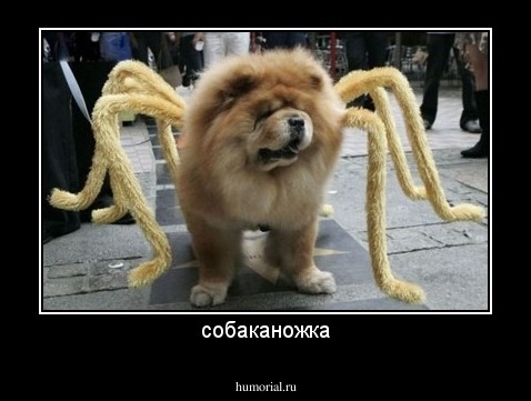 собаканожка