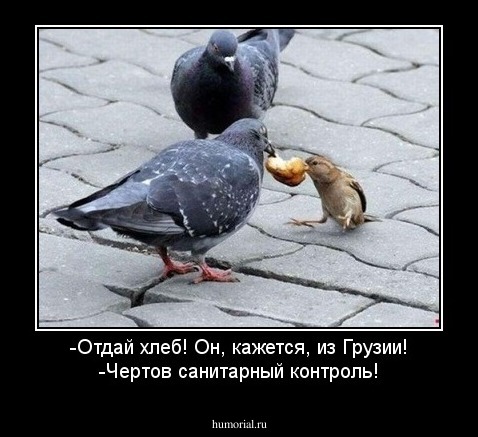 -Отдай хлеб! Он, кажется, из Грузии!
-Чертов санитарный контроль!