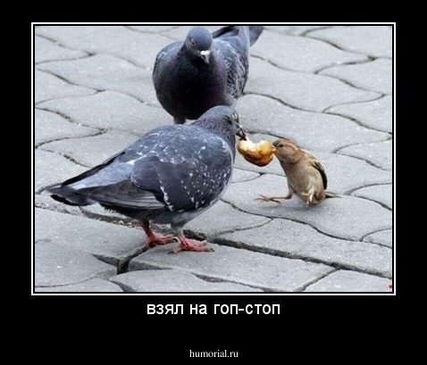 взял на гоп-стоп