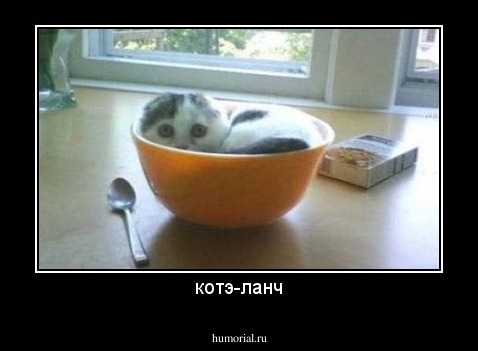 котэ-ланч
