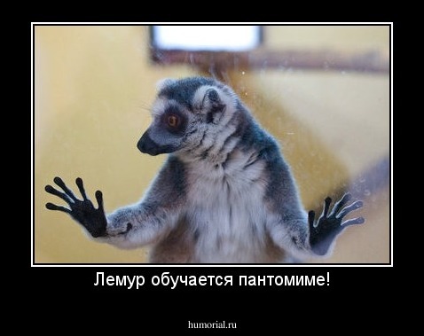 Лемур обучается пантомиме!