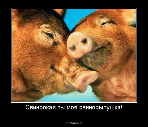 Свиноокая ты моя свинорылушка!