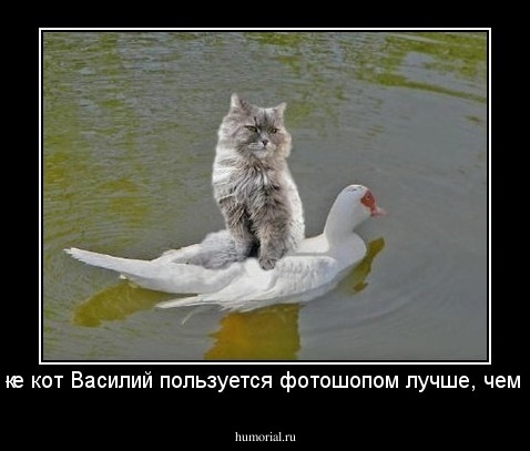 Даже кот Василий пользуется фотошопом лучше, чем ты.