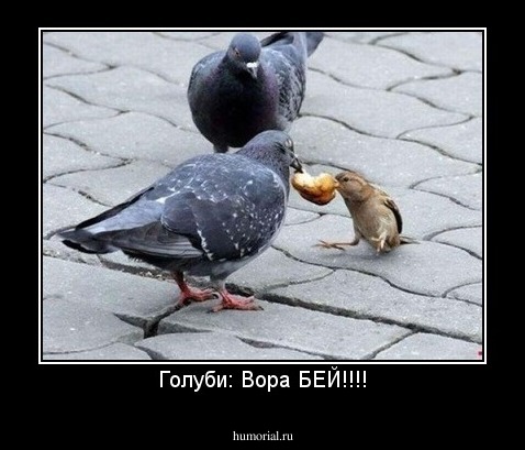 Голуби: Вора БЕЙ!!!!