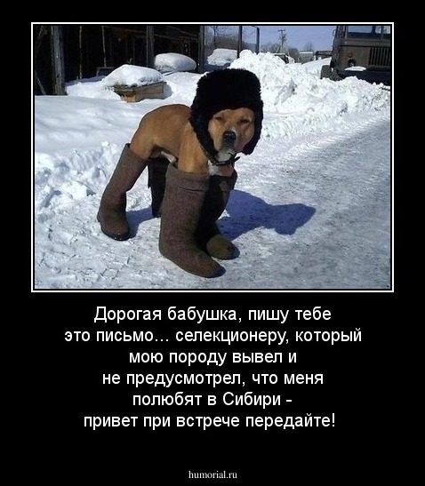 Дорогая бабушка, пишу тебе это письмо... селекционеру, который мою породу вывел и не предусмотрел, что меня полюбят в Сибири - привет при встрече передайте!