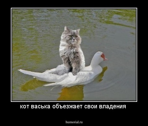 кот васька объезжает свои владения 