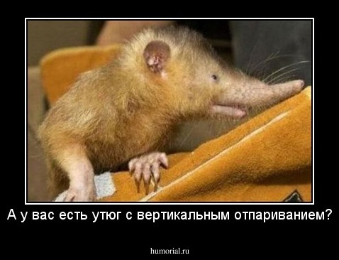А у вас есть утюг с вертикальным отпариванием?