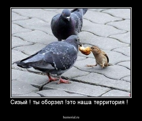 Сизый ! ты оборзел !это наша территория !  