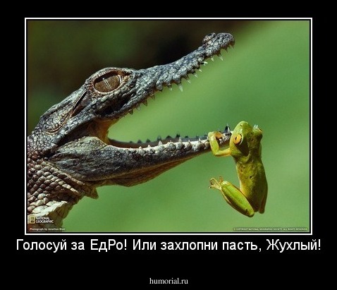 Голосуй за ЕдРо! Или захлопни пасть, Жухлый!
