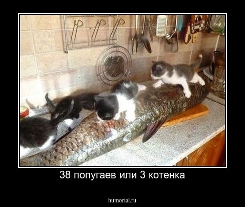 38 попугаев или 3 котенка
