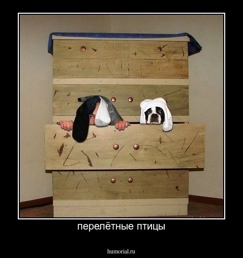 перелётные птицы