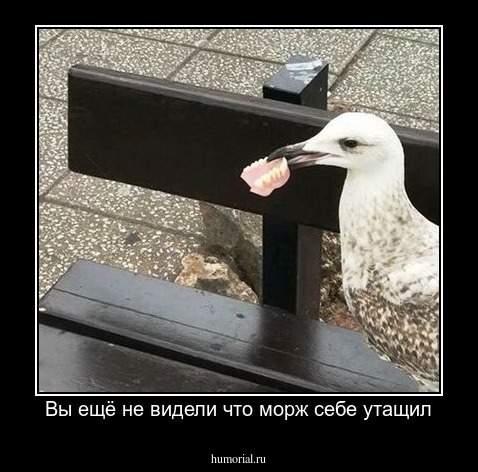 Вы ещё не видели что морж себе утащил
