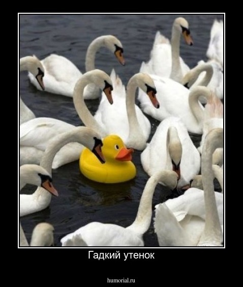 Гадкий утенок