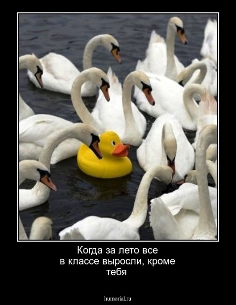 Когда за лето все в классе выросли, кроме тебя 