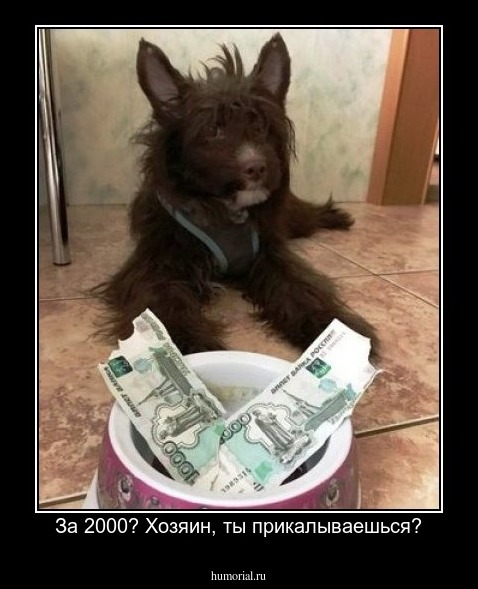 За 2000? Хозяин, ты прикалываешься?