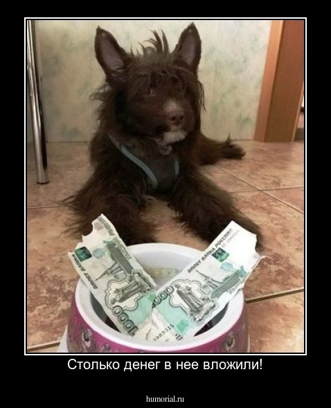 Столько денег в нее вложили!