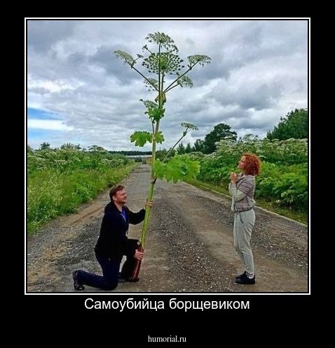 Самоубийца борщевиком