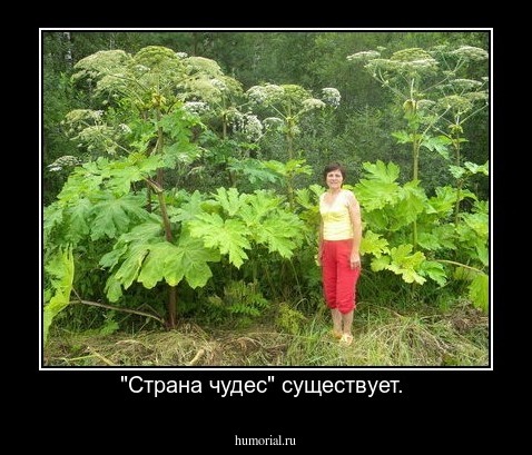 "Страна чудес" существует. 