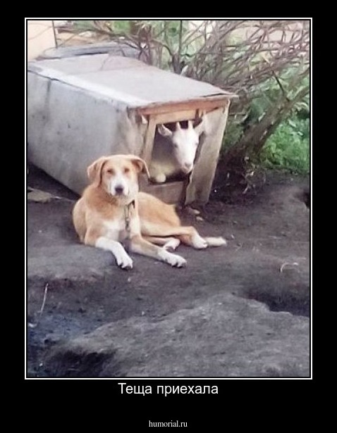 Теща приехала